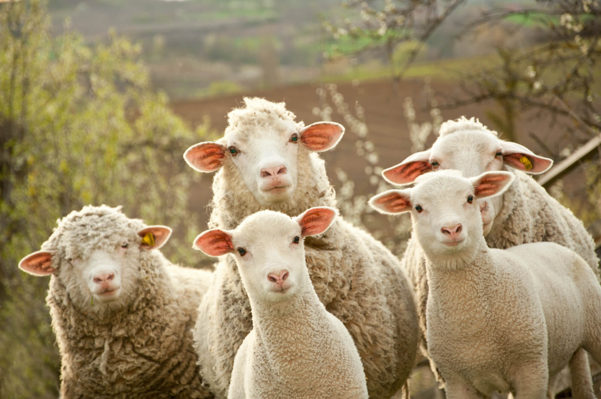 A small flock or sheep looking curious about animal health research in Australia