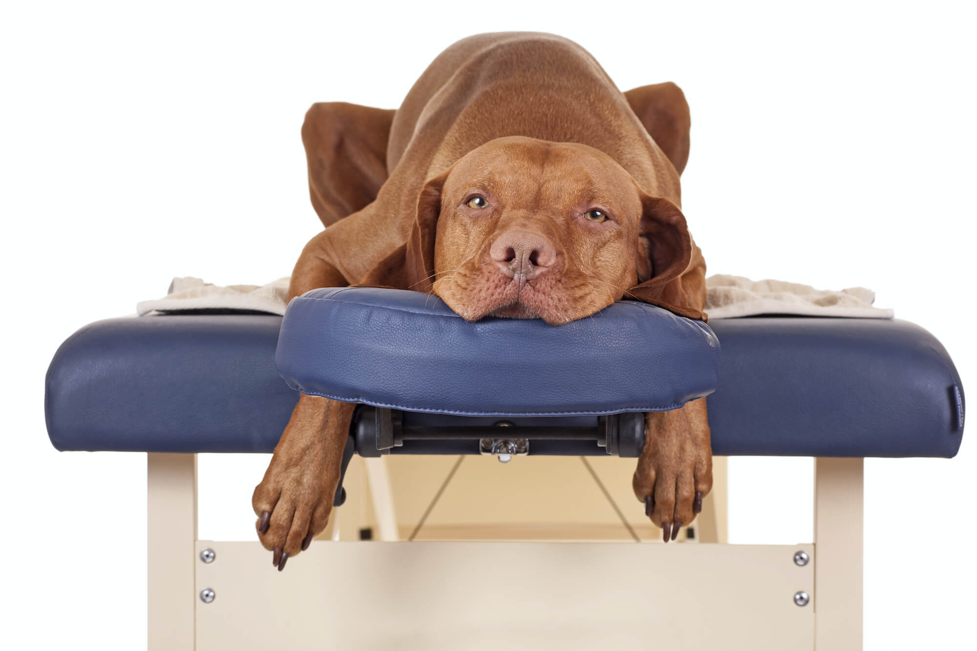 Dog sleeping on a massage bed