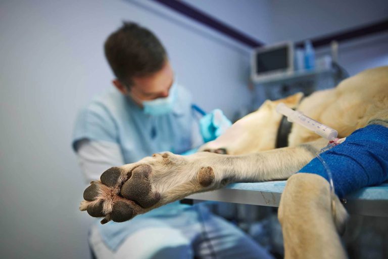 Brand Strategy for Companion Animal Anesthesia